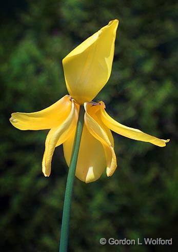 Tired Tulip_53452.jpg - Photographed near Carleton Place, Ontario, Canada.